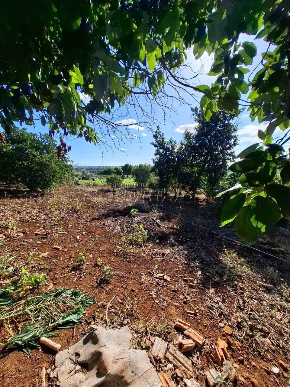 Imóveis Rurais, de 3 quartos à venda no Jataizinho - Jataizinho/PR - Foto 4