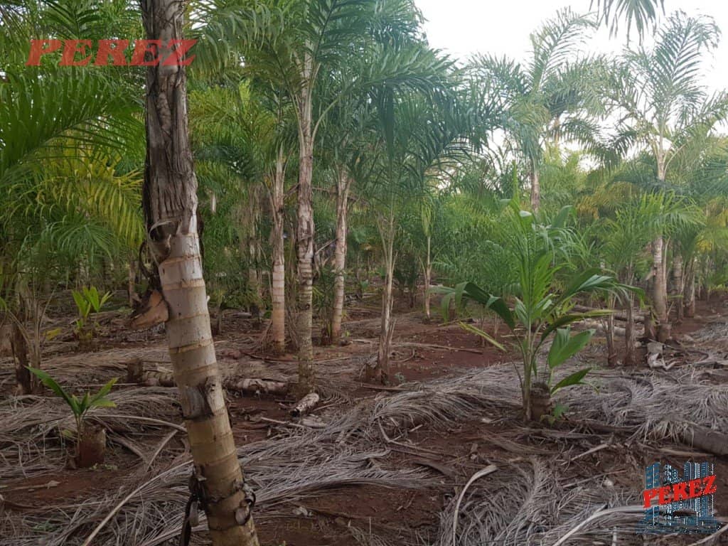 Imóveis Rurais, de 3 quartos, 10000 m² à venda no Usina Tres Bocas - Londrina/PR - Foto 3