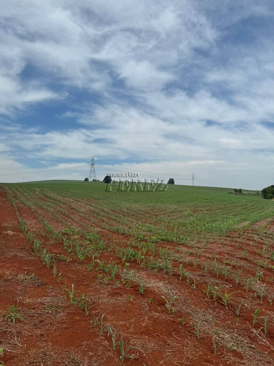 Imóveis Rurais à venda no Patrimônio São Luiz - São Luiz (Londrina)/PR - Foto 1