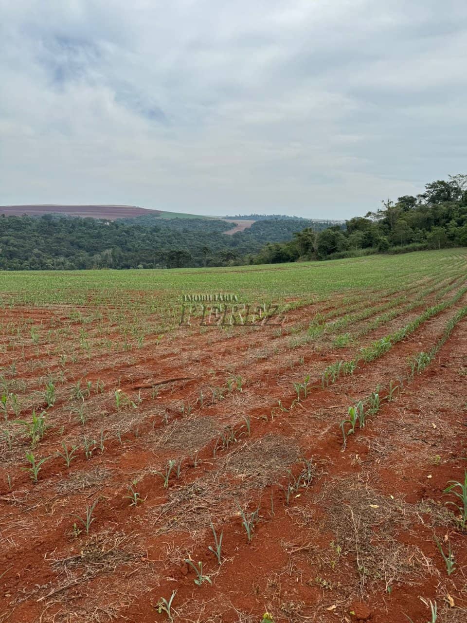 Imóveis Rurais à venda no Patrimônio São Luiz - São Luiz (Londrina)/PR - Foto 0