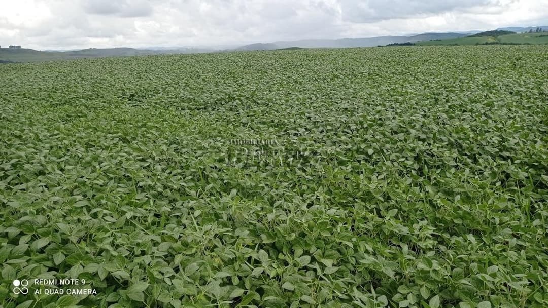 Imóveis Rurais no Fazenda Muquilao à venda no Patrimônio Bela Vista - Londrina/PR - Foto 6