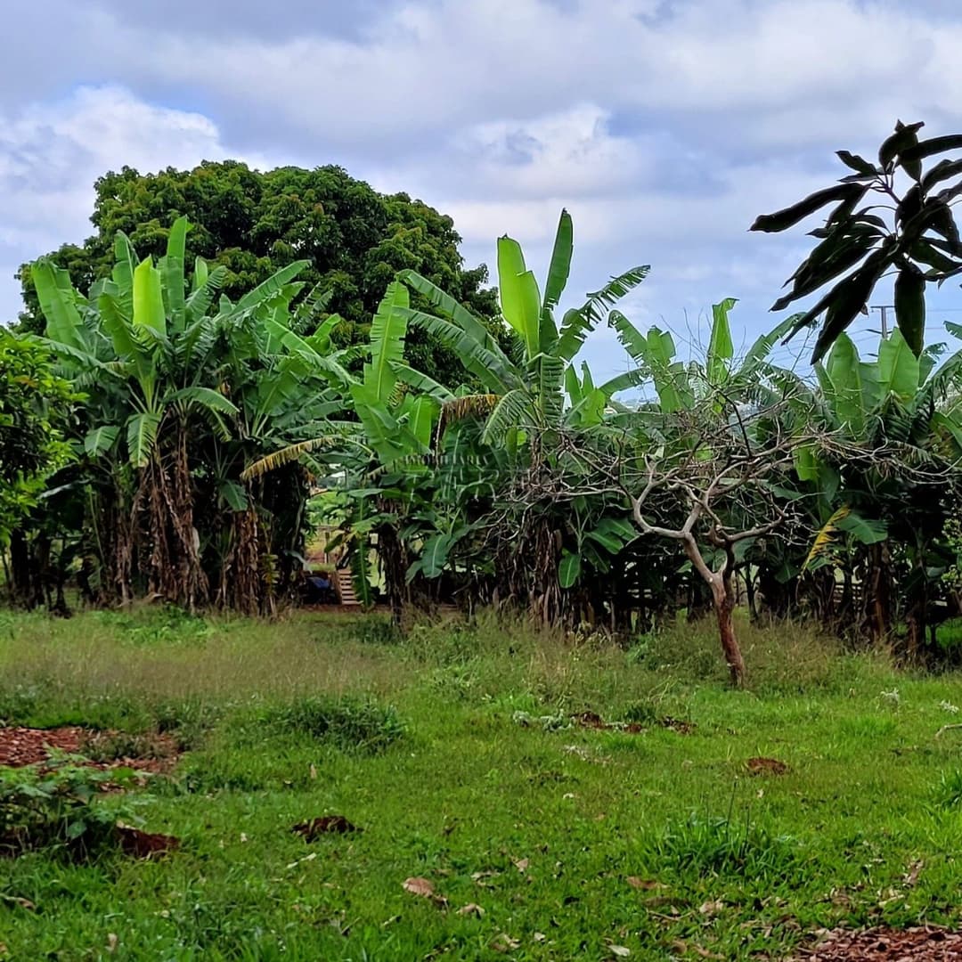 Chácara Rural Urbana à venda na Av das Laranjeiras na região leste de Londrina - Foto 9