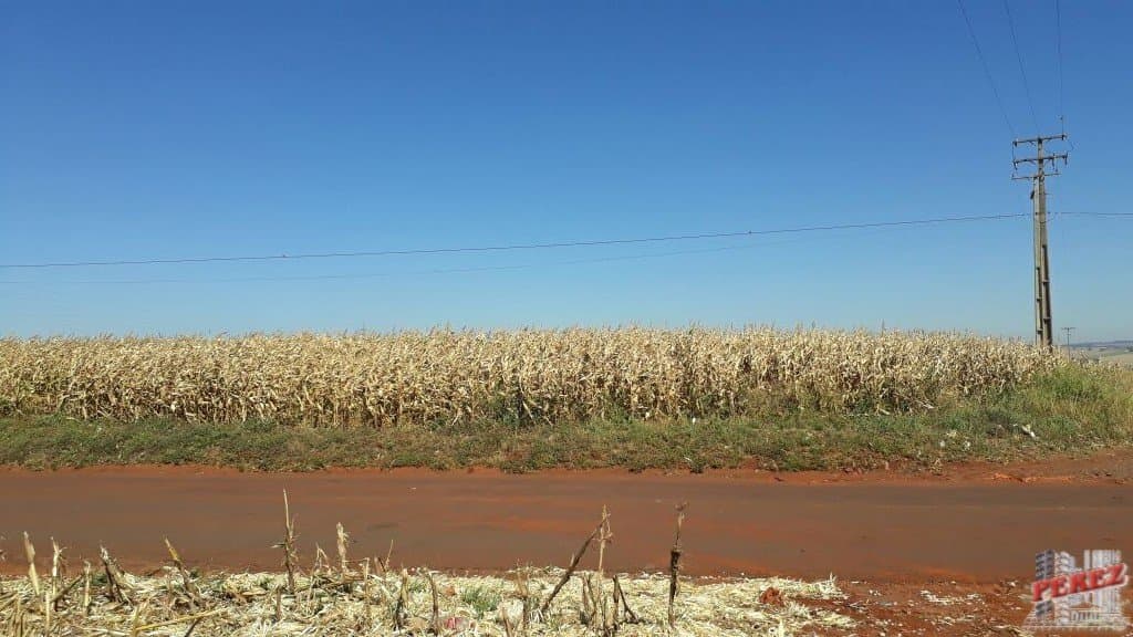 Imóveis Rurais, de 1 quarto, 121000 m² à venda no Rural - Cambe/PR - Foto 5