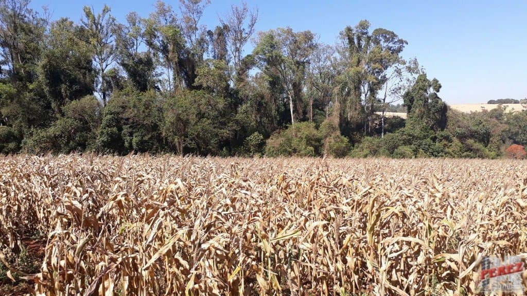 Imóveis Rurais, de 1 quarto, 121000 m² à venda no Rural - Cambe/PR - Foto 3