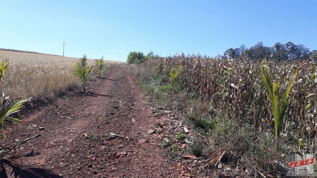 Imóveis Rurais, de 1 quarto, 121000 m² à venda no Rural - Cambe/PR - Foto 13