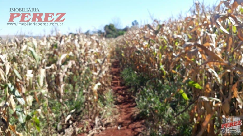 Imóveis Rurais, de 1 quarto, 121000 m² à venda no Rural - Cambe/PR - Foto 19