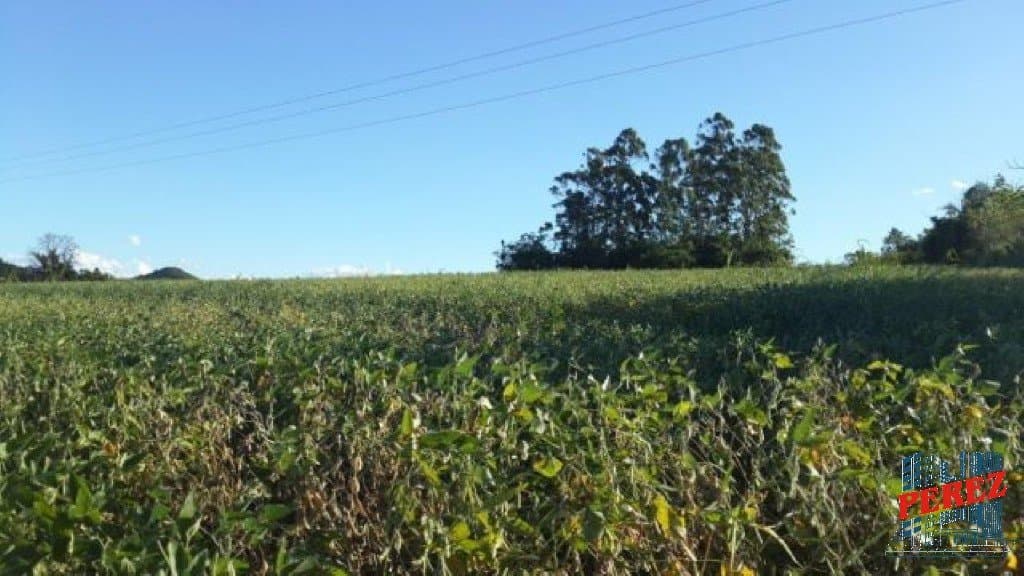 Imóveis Rurais à venda no Limoeiro - Londrina/PR - Foto 14