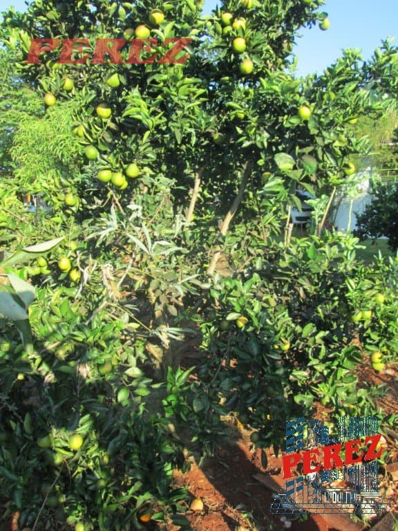 Imóveis Rurais, de 1 quarto, 164 m² à venda no Limoeiro - Londrina/PR - Foto 37