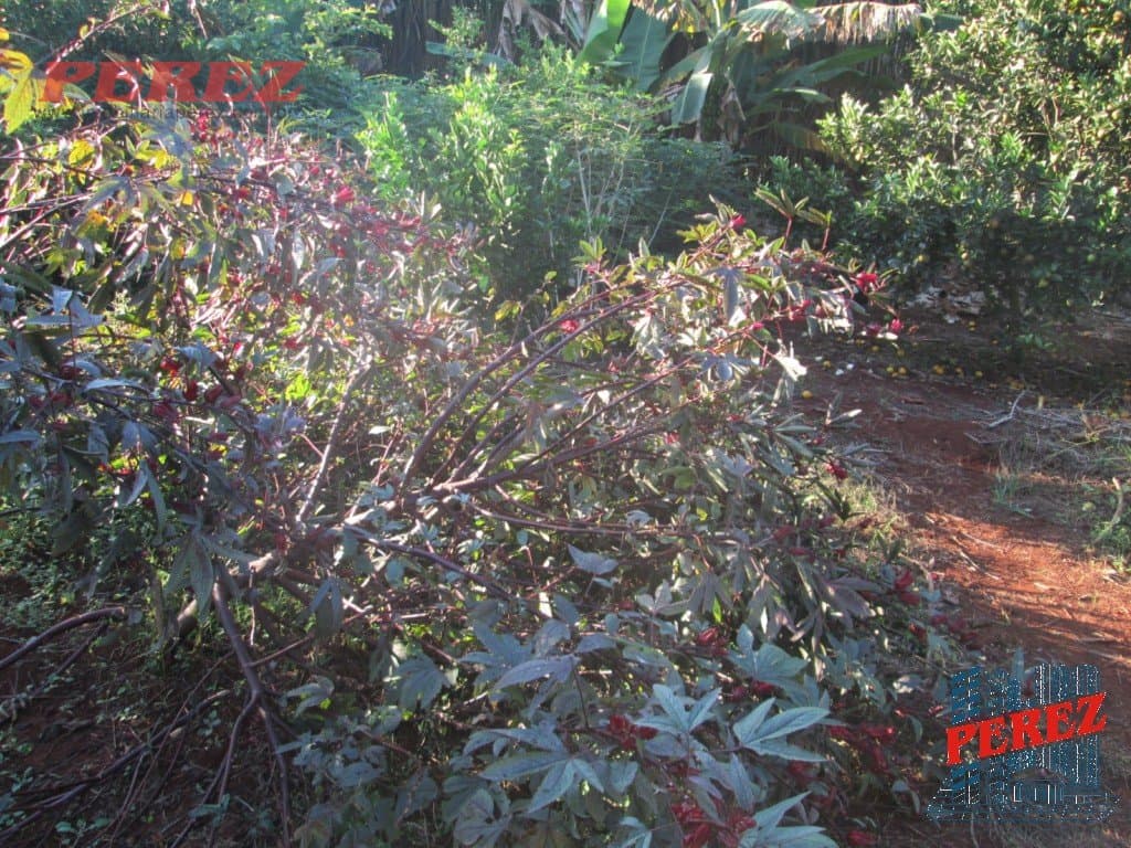 Imóveis Rurais, de 1 quarto, 164 m² à venda no Limoeiro - Londrina/PR - Foto 34