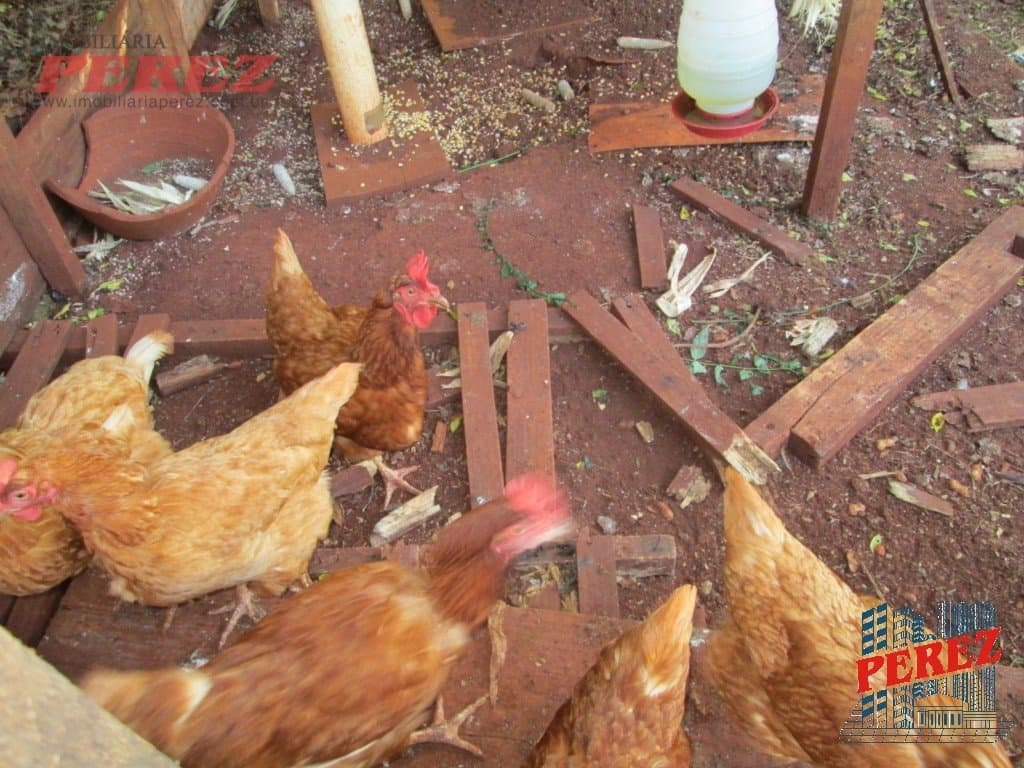 Imóveis Rurais, de 1 quarto, 164 m² à venda no Limoeiro - Londrina/PR - Foto 30