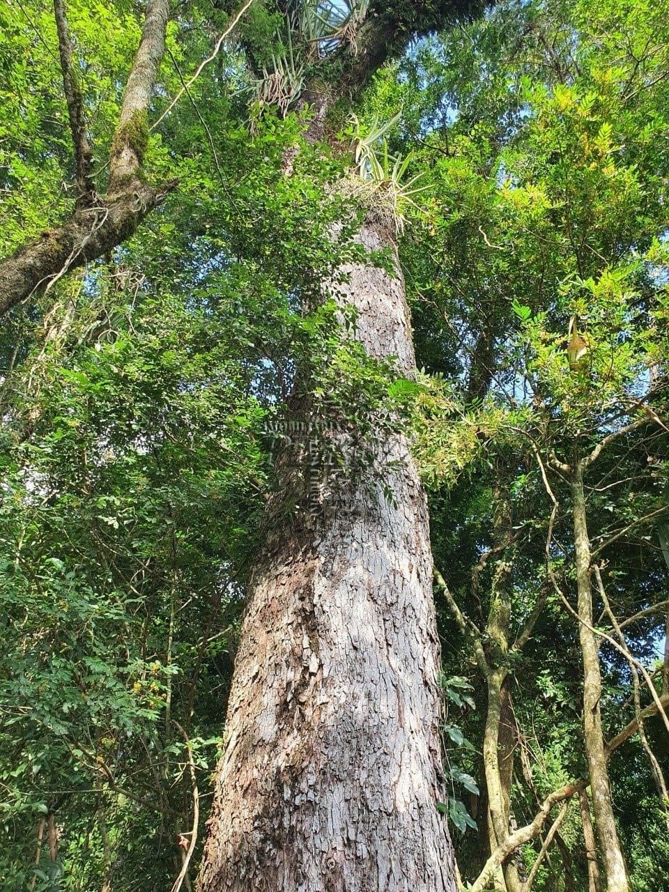Venda de Sítio Exclusivo às Margens do Rio Tibagi - Recanto da Onça, Assaí/PR  Apresentamos o Recanto da Onça Parda, um verdadeiro tesouro natur - Foto 18
