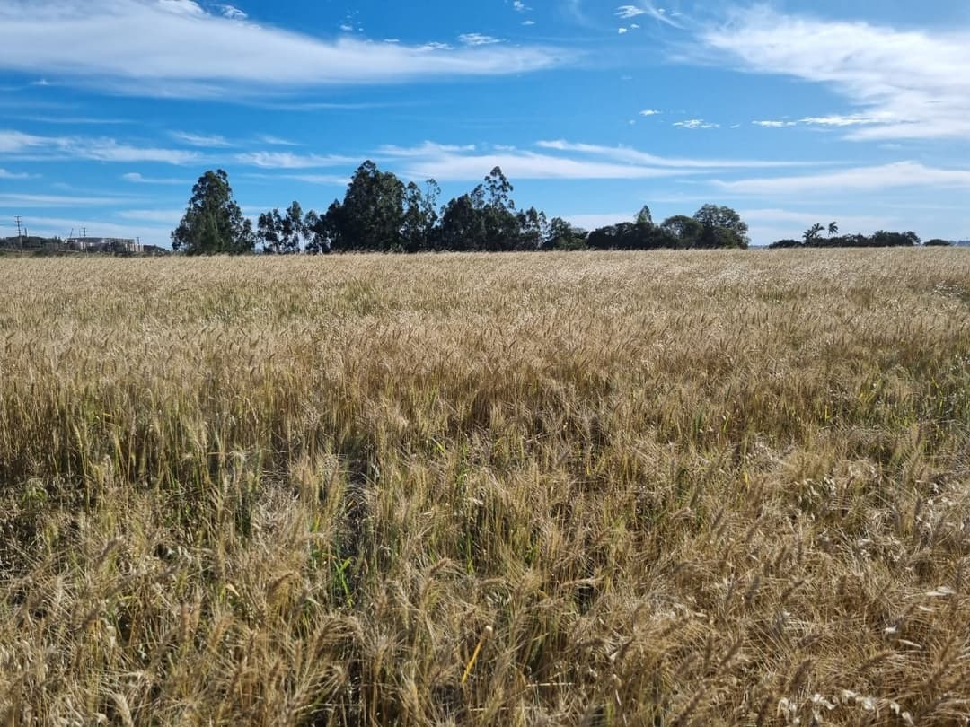 Terrenos à venda no Gleba Ribeirao Limoeiro - Londrina/PR - Foto 1