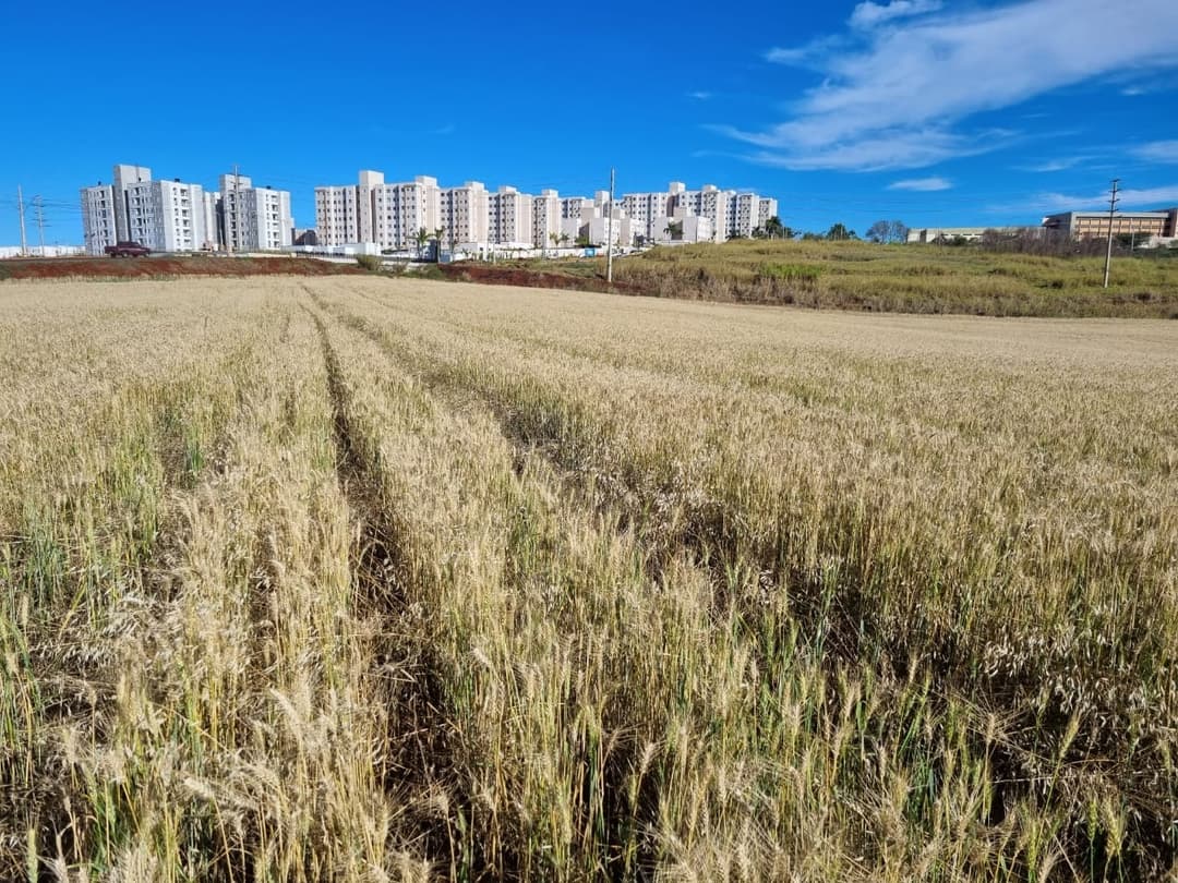 Terrenos à venda no Gleba Ribeirao Limoeiro - Londrina/PR - Foto 4