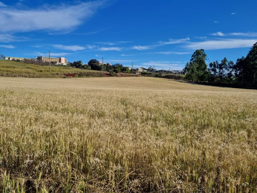 Terrenos à venda no Gleba Ribeirao Limoeiro - Londrina/PR - Foto 5