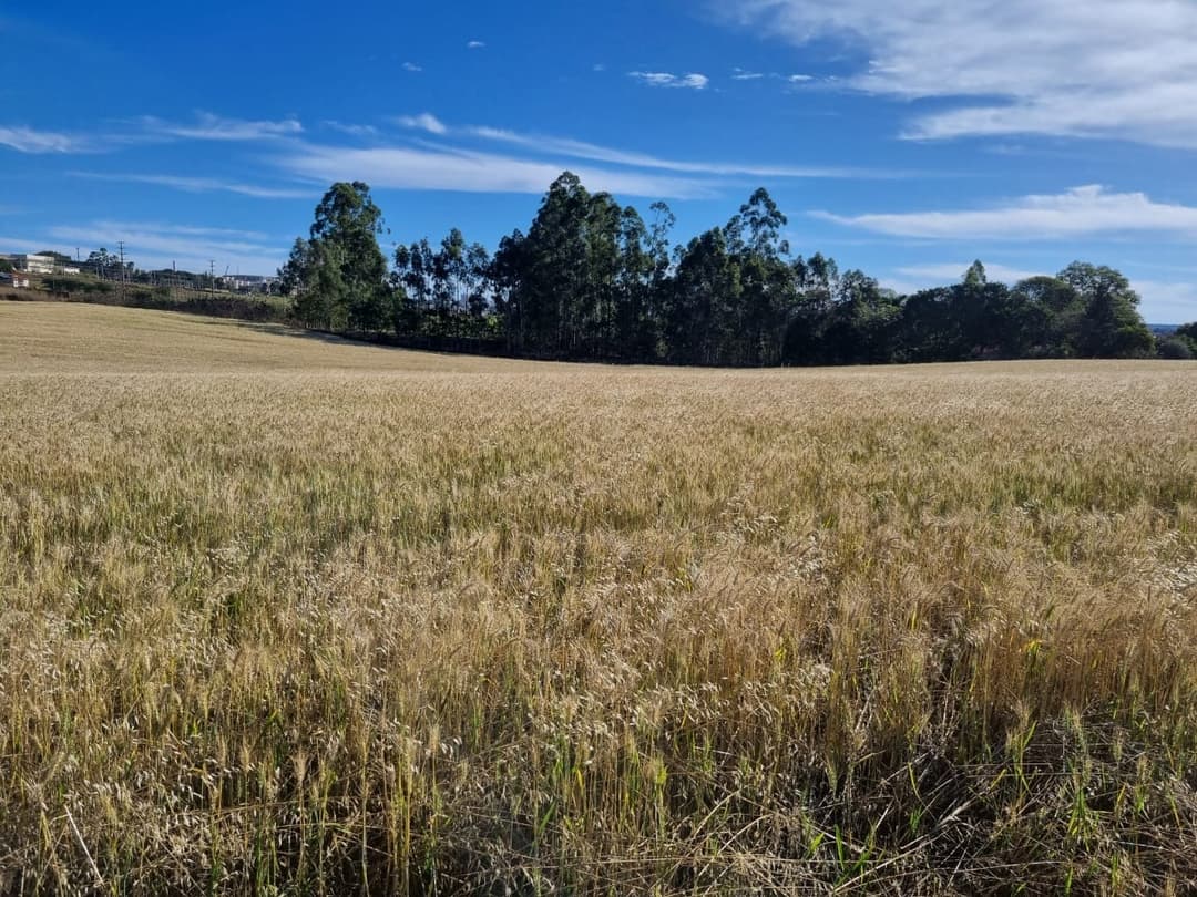 Terrenos à venda no Gleba Ribeirao Limoeiro - Londrina/PR - Foto 7