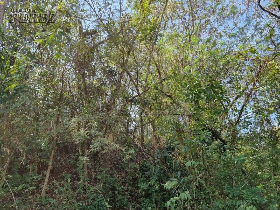 Imóveis Rurais, de 1 quarto, 2990.7 m² à venda no Chácaras Ponte Seca - Londrina/PR - Foto 6