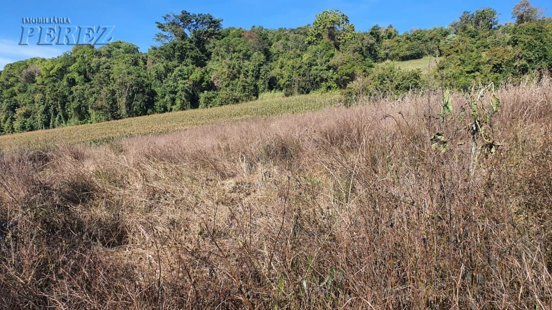 Venda de Sítio Produtivo com Recursos Naturais - Região de Londrina/PR - Foto 7