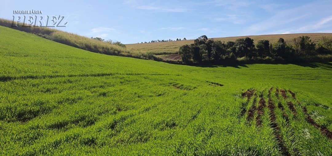 Venda de Sítio Produtivo com Recursos Naturais - Região de Londrina/PR - Foto 9
