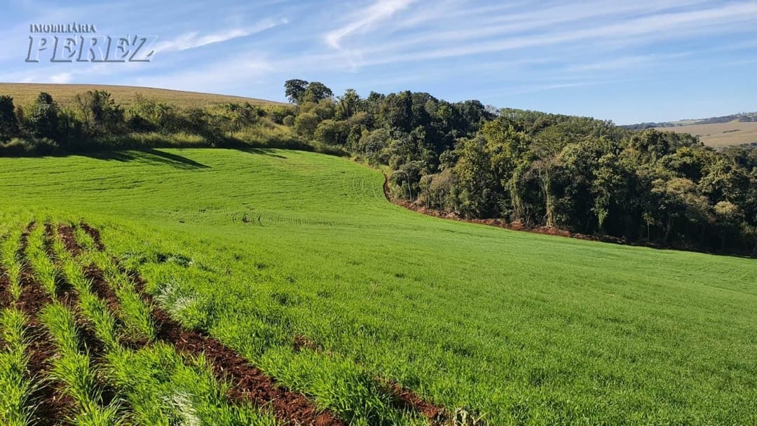 Venda de Sítio Produtivo com Recursos Naturais - Região de Londrina/PR - Foto 11