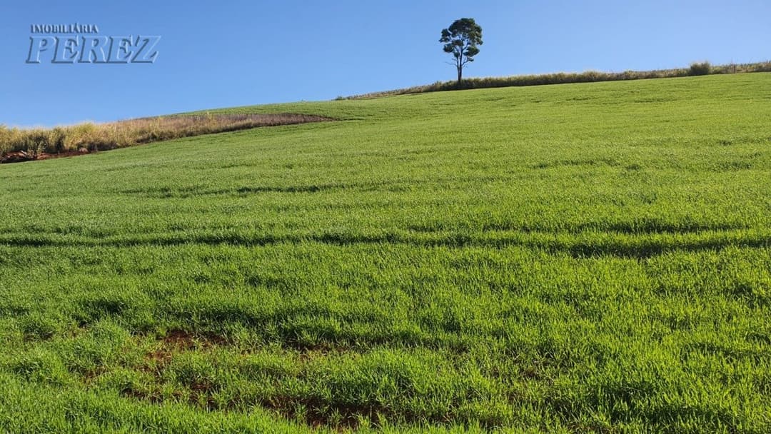 Venda de Sítio Produtivo com Recursos Naturais - Região de Londrina/PR - Foto 12