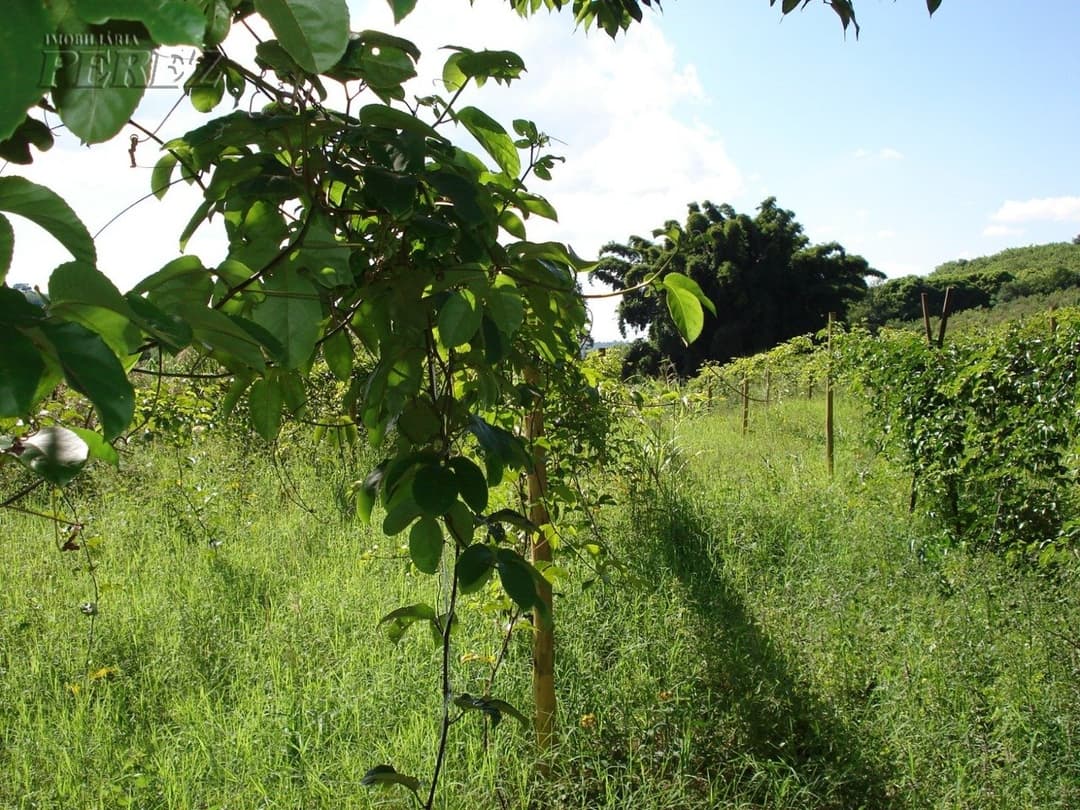 Imóveis Rurais no Chacara Walden, de 3 quartos, 230 m² à venda no Area Rural - São Luiz (Londrina)/PR - Foto 8