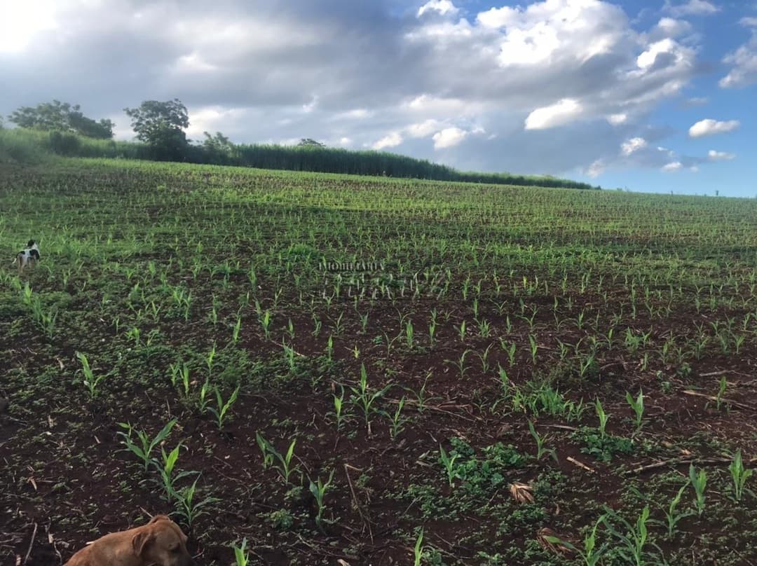 Sítio a venda na  Estrada Coronel Santos, Guairacá Londrina. - Foto 0