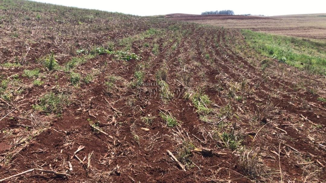 Sítio a venda na  Estrada Coronel Santos, Guairacá Londrina. - Foto 1