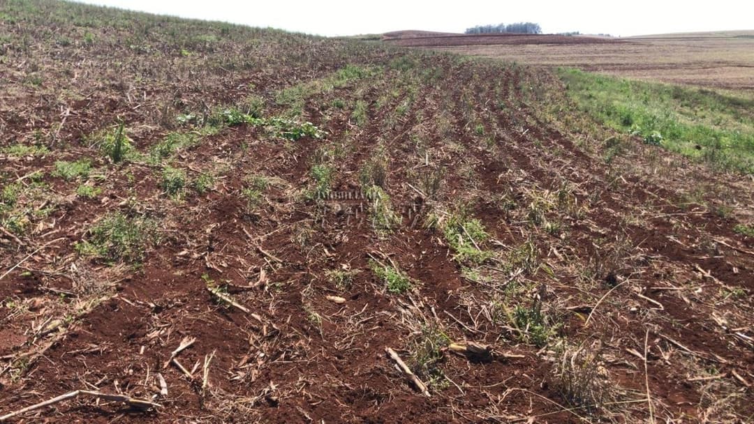 Sítio a venda na  Estrada Coronel Santos, Guairacá Londrina. - Foto 7