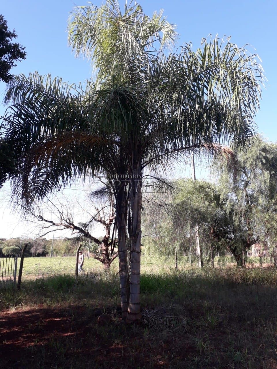 Imóveis Rurais no Estancia Favoreto, de 1 quarto à venda no Area Rural - Sertanópolis/PR - Foto 8