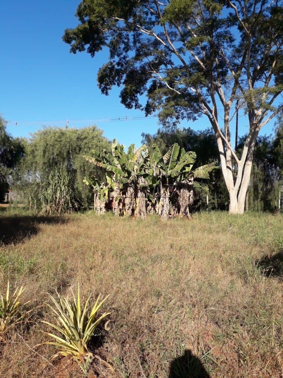 Imóveis Rurais no Estancia Favoreto, de 1 quarto à venda no Area Rural - Sertanópolis/PR - Foto 10