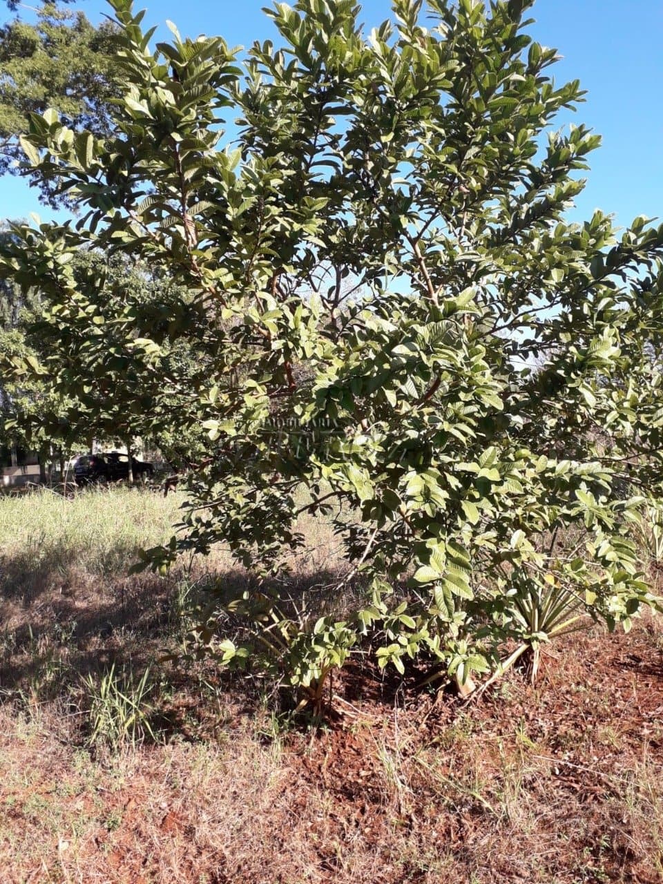 Imóveis Rurais no Estancia Favoreto, de 1 quarto à venda no Area Rural - Sertanópolis/PR - Foto 11