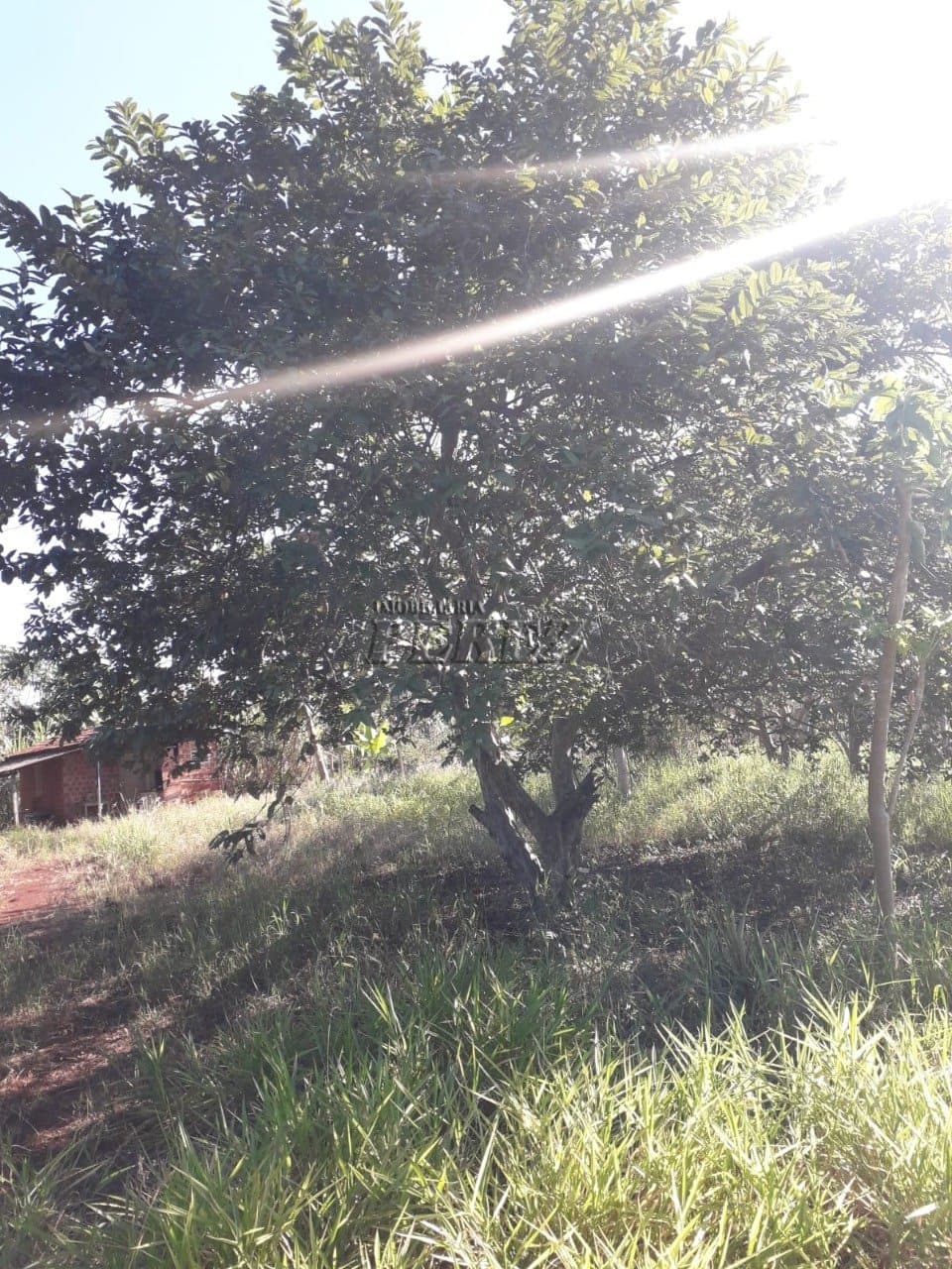 Imóveis Rurais no Estancia Favoreto, de 1 quarto à venda no Area Rural - Sertanópolis/PR - Foto 12