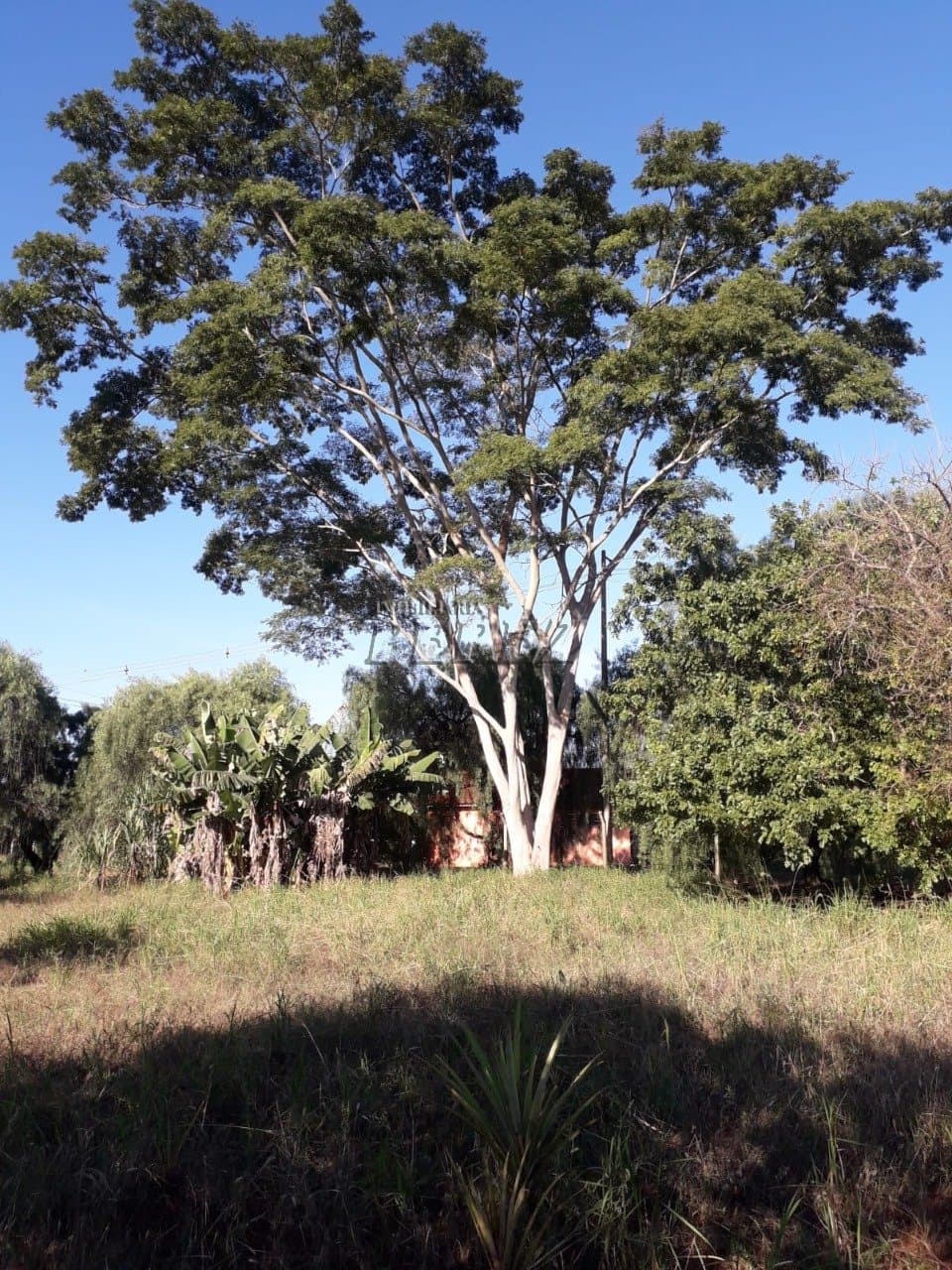 Imóveis Rurais no Estancia Favoreto, de 1 quarto à venda no Area Rural - Sertanópolis/PR - Foto 13