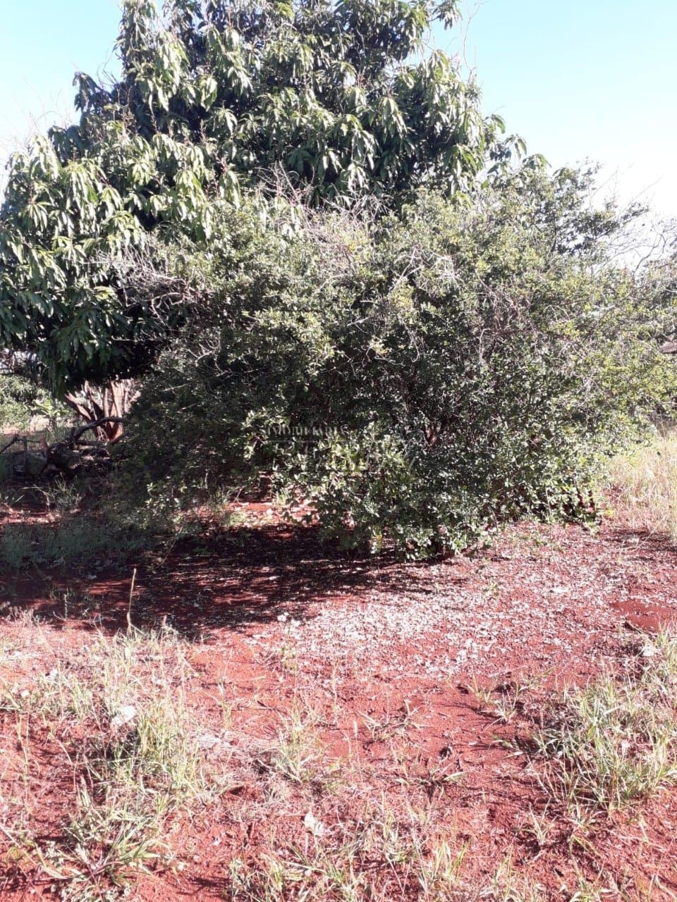 Imóveis Rurais no Estancia Favoreto, de 1 quarto à venda no Area Rural - Sertanópolis/PR - Foto 14