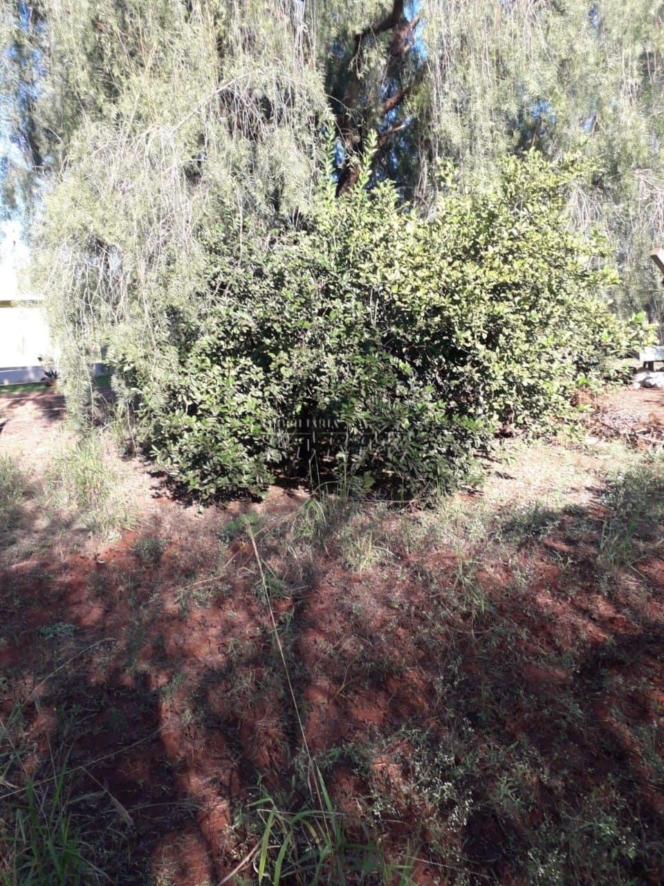 Imóveis Rurais no Estancia Favoreto, de 1 quarto à venda no Area Rural - Sertanópolis/PR - Foto 15