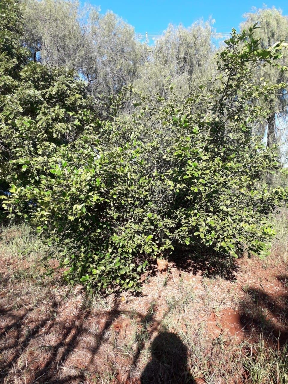 Imóveis Rurais no Estancia Favoreto, de 1 quarto à venda no Area Rural - Sertanópolis/PR - Foto 19