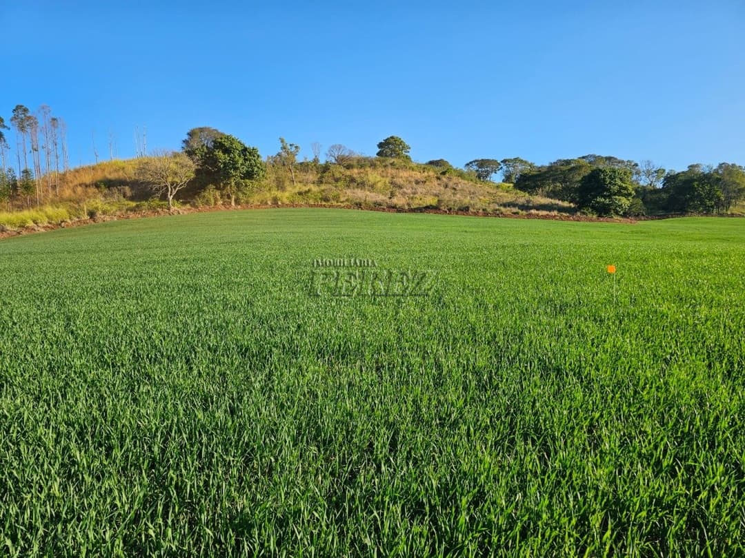 Imóveis Rurais no Fazenda Boa Saúde, de 1 quarto, 200 m² à venda no Area Rural - Paiquerê (Londrina)/PR - Foto 13