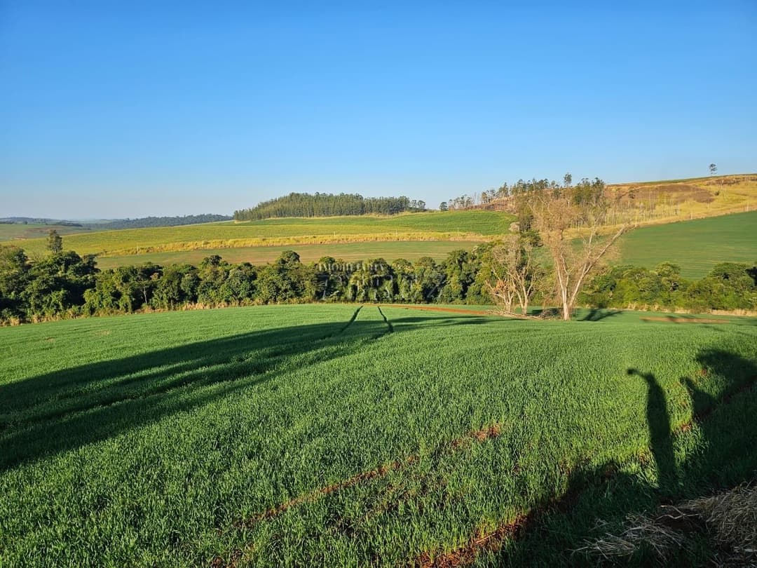Imóveis Rurais no Fazenda Boa Saúde, de 1 quarto, 200 m² à venda no Area Rural - Paiquerê (Londrina)/PR - Foto 14