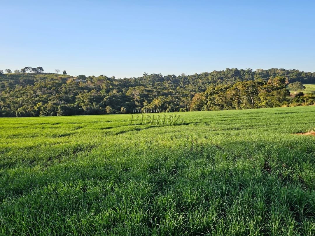 Imóveis Rurais no Fazenda Boa Saúde, de 1 quarto, 200 m² à venda no Area Rural - Paiquerê (Londrina)/PR - Foto 19