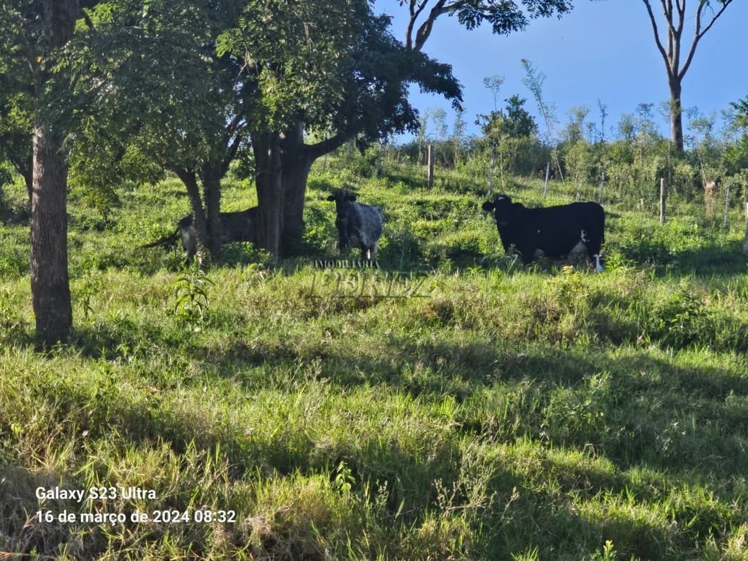 Imóveis Rurais no Sitio São Miguel, de 1 quarto à venda no Guairacá - Guairacá (Londrina)/PR - Foto 19