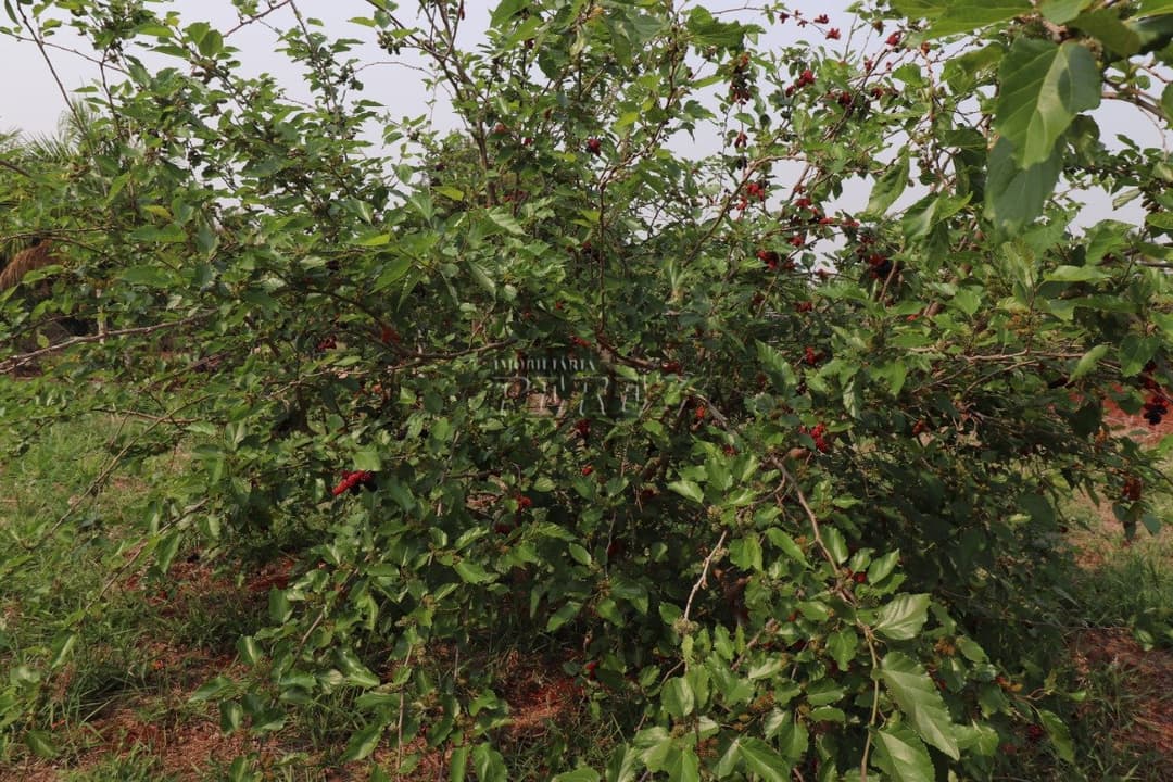 Chácara Itauna para venda na região leste, cidade Ibiporã. - Foto 6