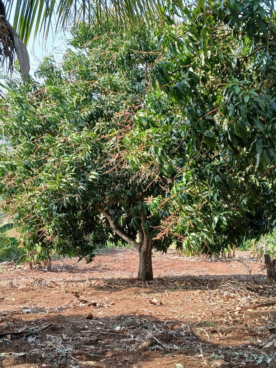 Imóveis Rurais no Condomínio Recanto Dourado, de 2 quartos à venda no Barra Do Jacutinga - Ibiporã/PR - Foto 11