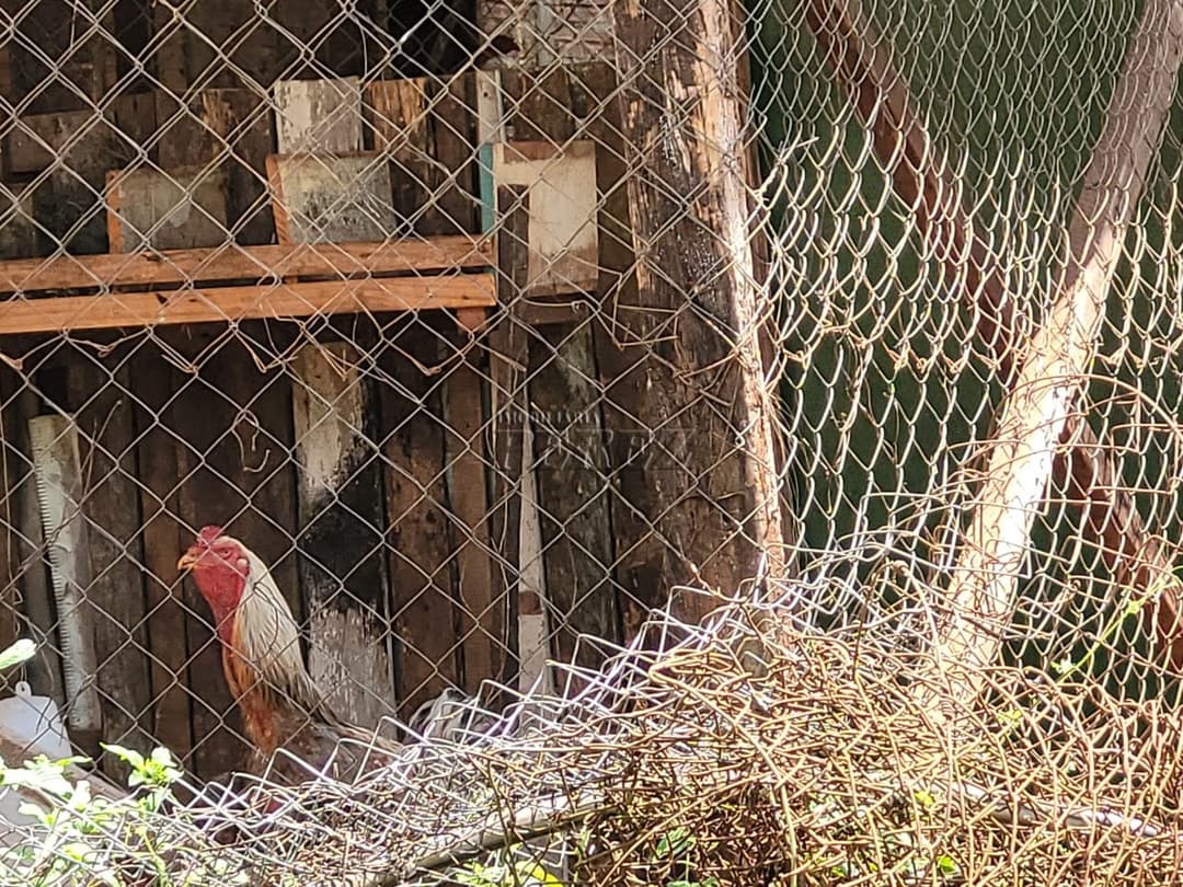 Imóveis Rurais no Chacára Laranjeiras, de 2 quartos à venda no Conjunto Habitacional Flores - Londrina/PR - Foto 10