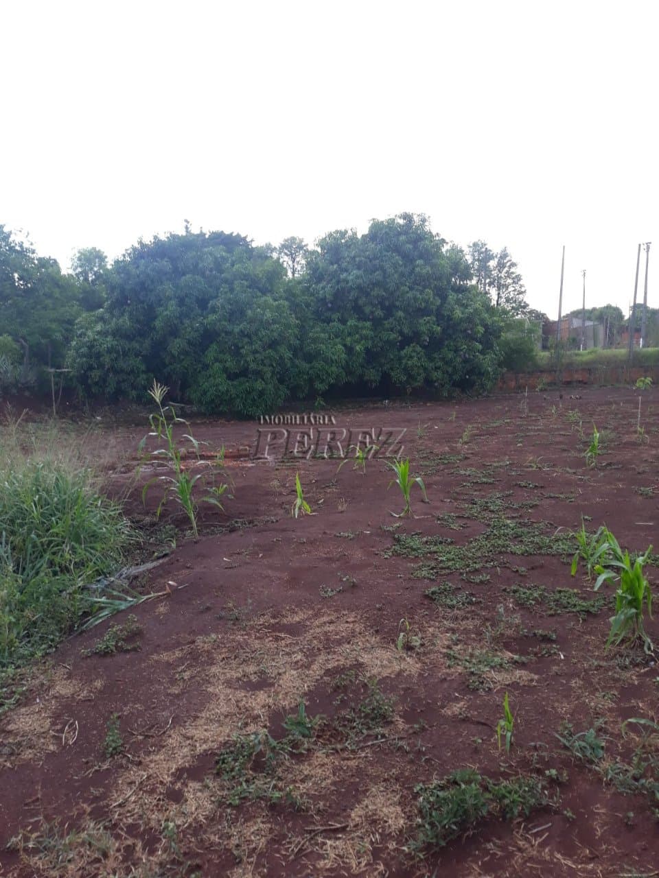 Imóveis Rurais, de 3 quartos, 120 m² à venda no Dom Pedro I - Londrina/PR - Foto 18