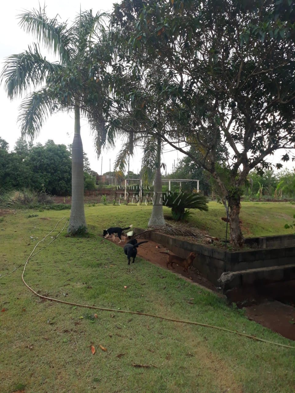 Imóveis Rurais, de 3 quartos, 120 m² à venda no Dom Pedro I - Londrina/PR - Foto 20