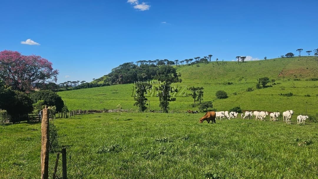 Imóveis Rurais no Recanto Da Lua à venda no Selva - Londrina/PR - Foto 35