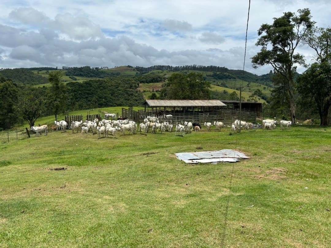 Imóvel Rural à Venda Fazenda em Ortigueira/PR Localização: Bairro Boa Vista - KM 314 da Rodovia do Café (BR-376) - Foto 4