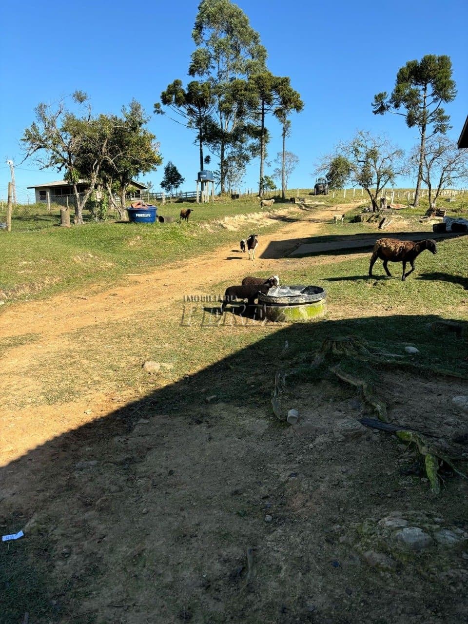 Imóvel Rural à Venda Fazenda em Ortigueira/PR Localização: Bairro Boa Vista - KM 314 da Rodovia do Café (BR-376) - Foto 6