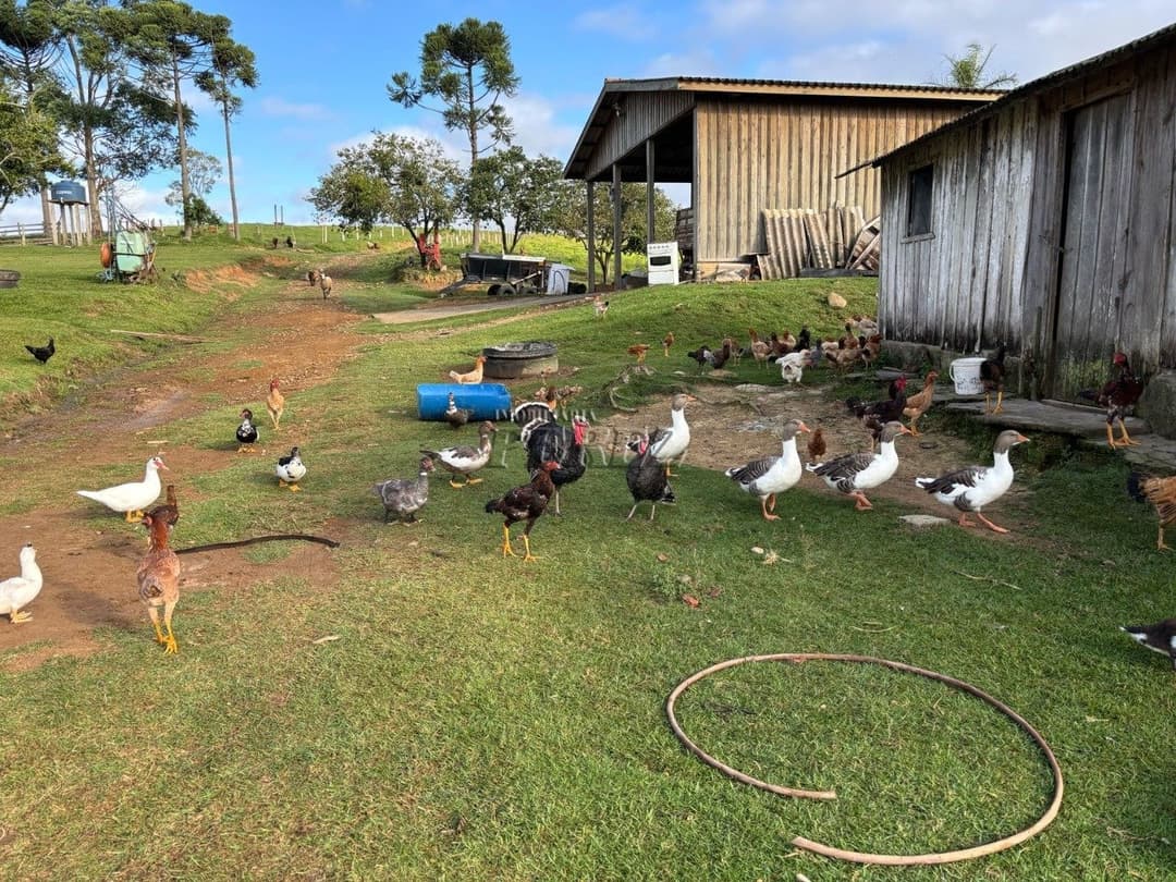 Imóvel Rural à Venda Fazenda em Ortigueira/PR Localização: Bairro Boa Vista - KM 314 da Rodovia do Café (BR-376) - Foto 7