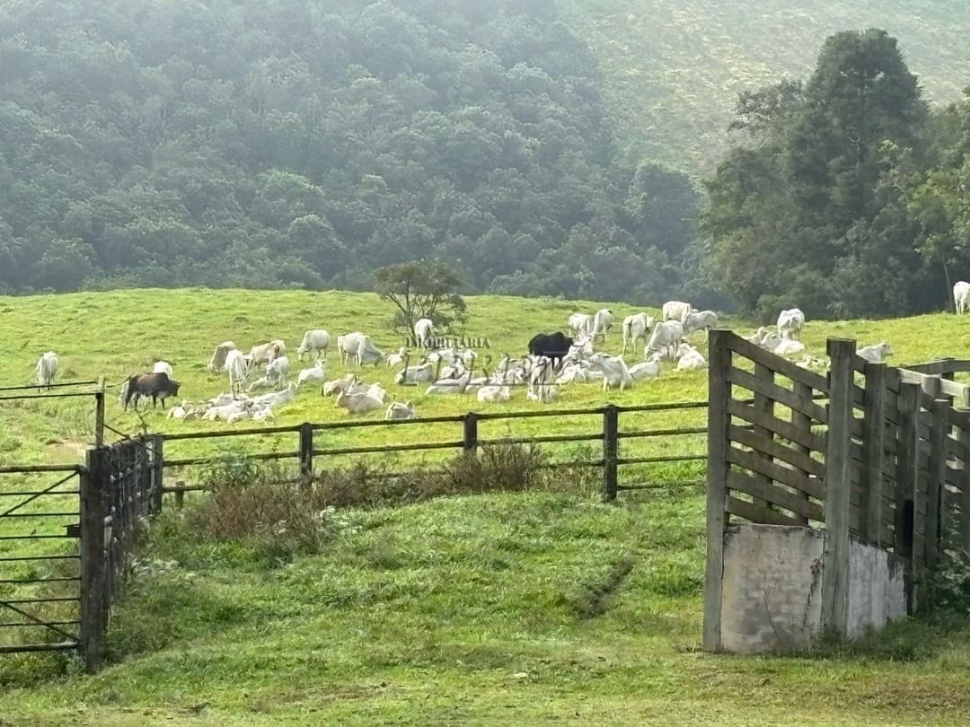 Imóvel Rural à Venda Fazenda em Ortigueira/PR Localização: Bairro Boa Vista - KM 314 da Rodovia do Café (BR-376) - Foto 5